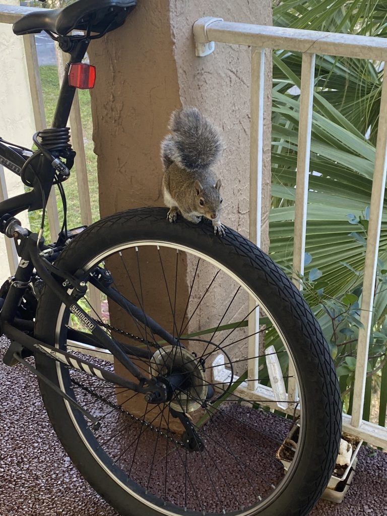 Evol Customs Bicycle, E-bike and E-scooter repair photo 4